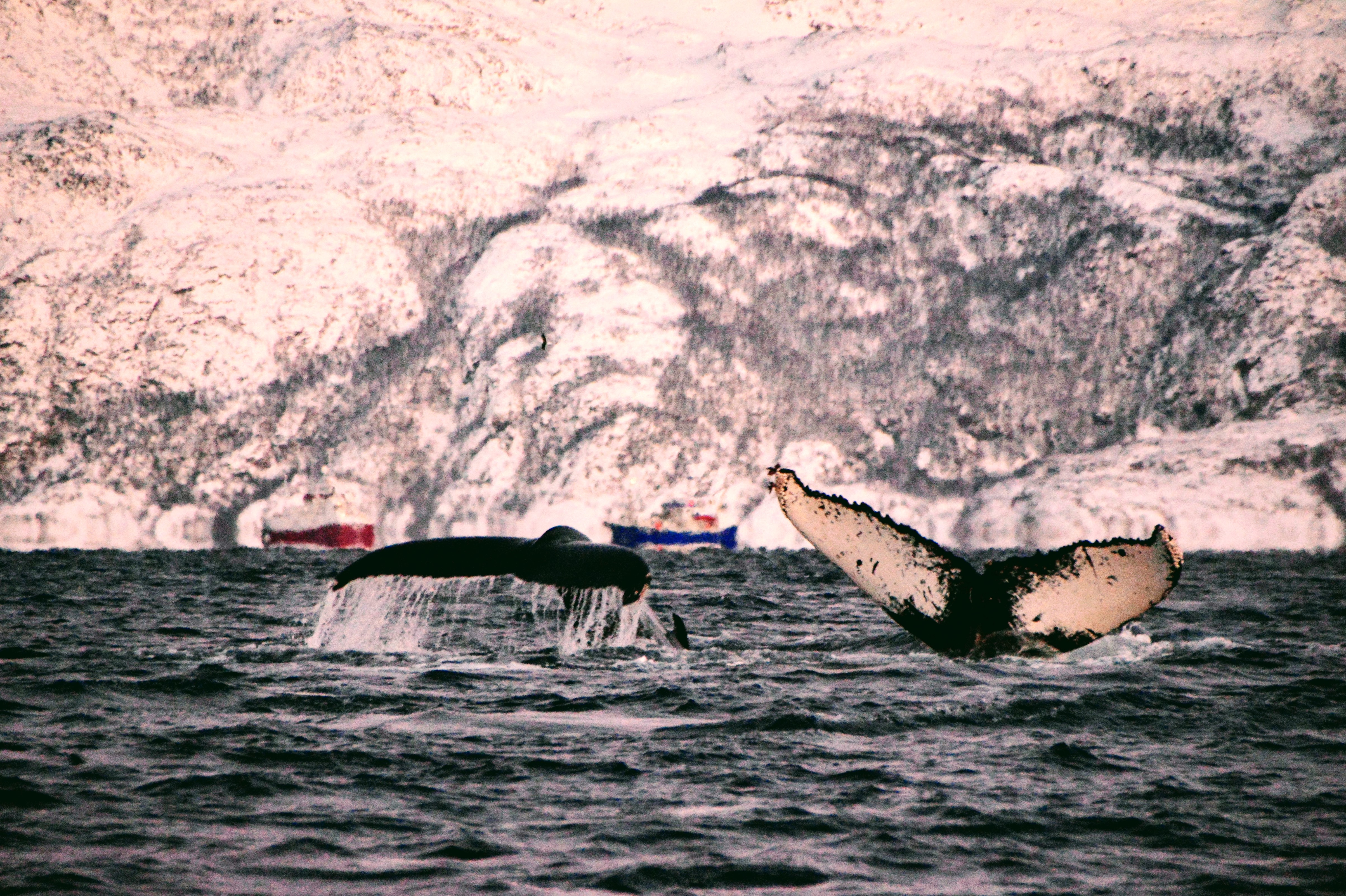 Orcas and humpbacks