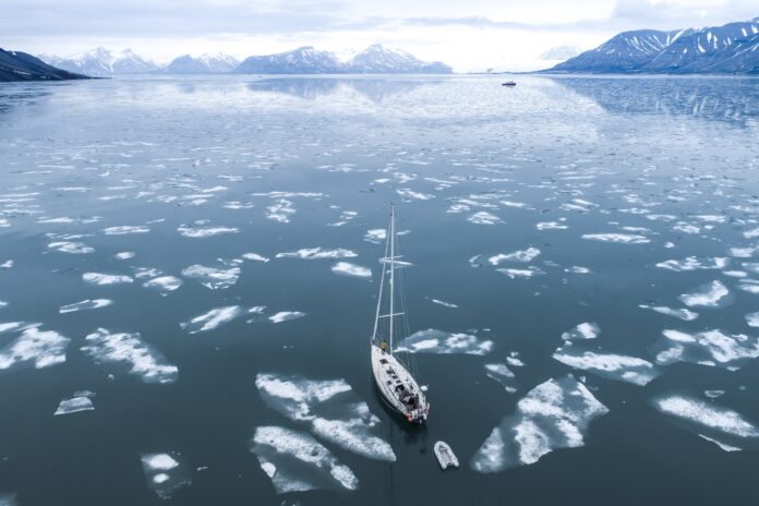 Isbjørn in the ice